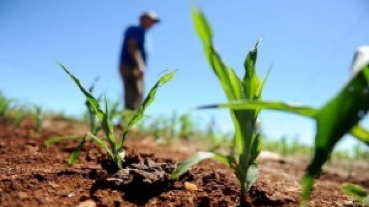 Apenas 15% da área plantada do Brasil possui seguro rural