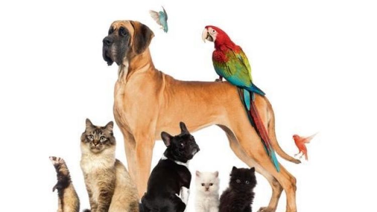 Região Sul concentra 17,6% da população de pets do Brasil