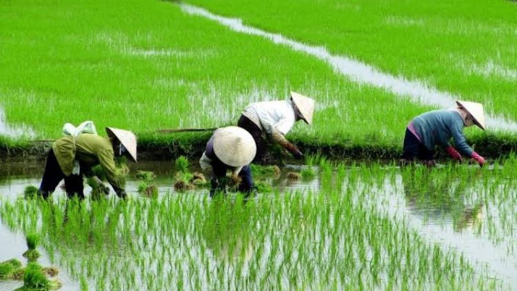 China melhorará sistema de seguro agrícola