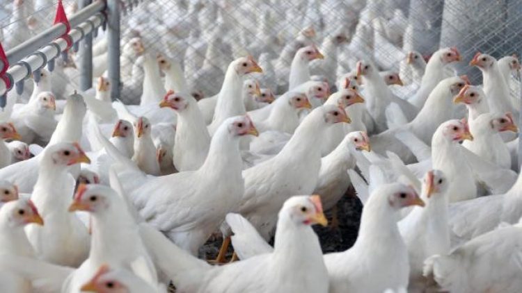 Brasil assina primeiro seguro avícola do mundo