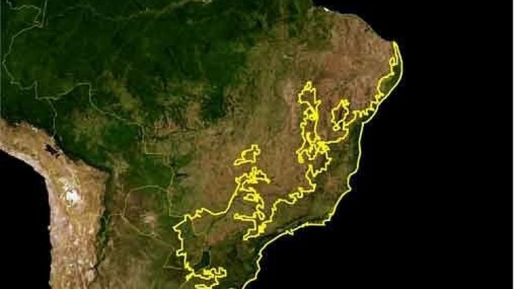 Zurich patrocina reflorestação da Mata Atlântica do Brasil