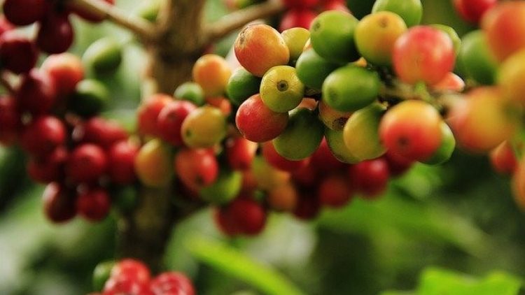 Novo seguro para café cobre perdas por geadas e granizo
